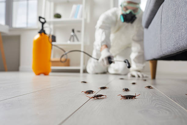 Commercial Kitchen Cockroach Control in West Wyoming